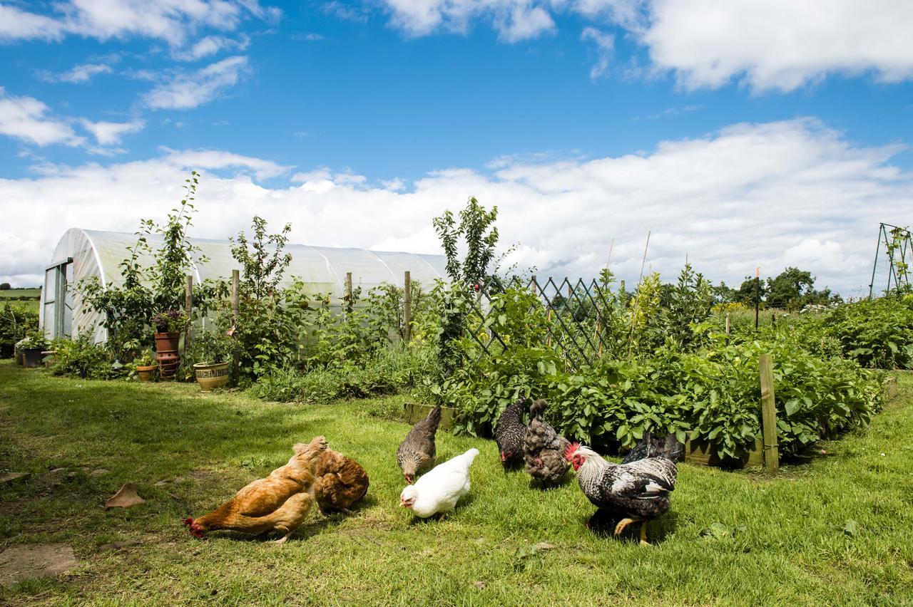 Peartree Hill Bed & Breakfast Dundonald  Eksteriør bilde
